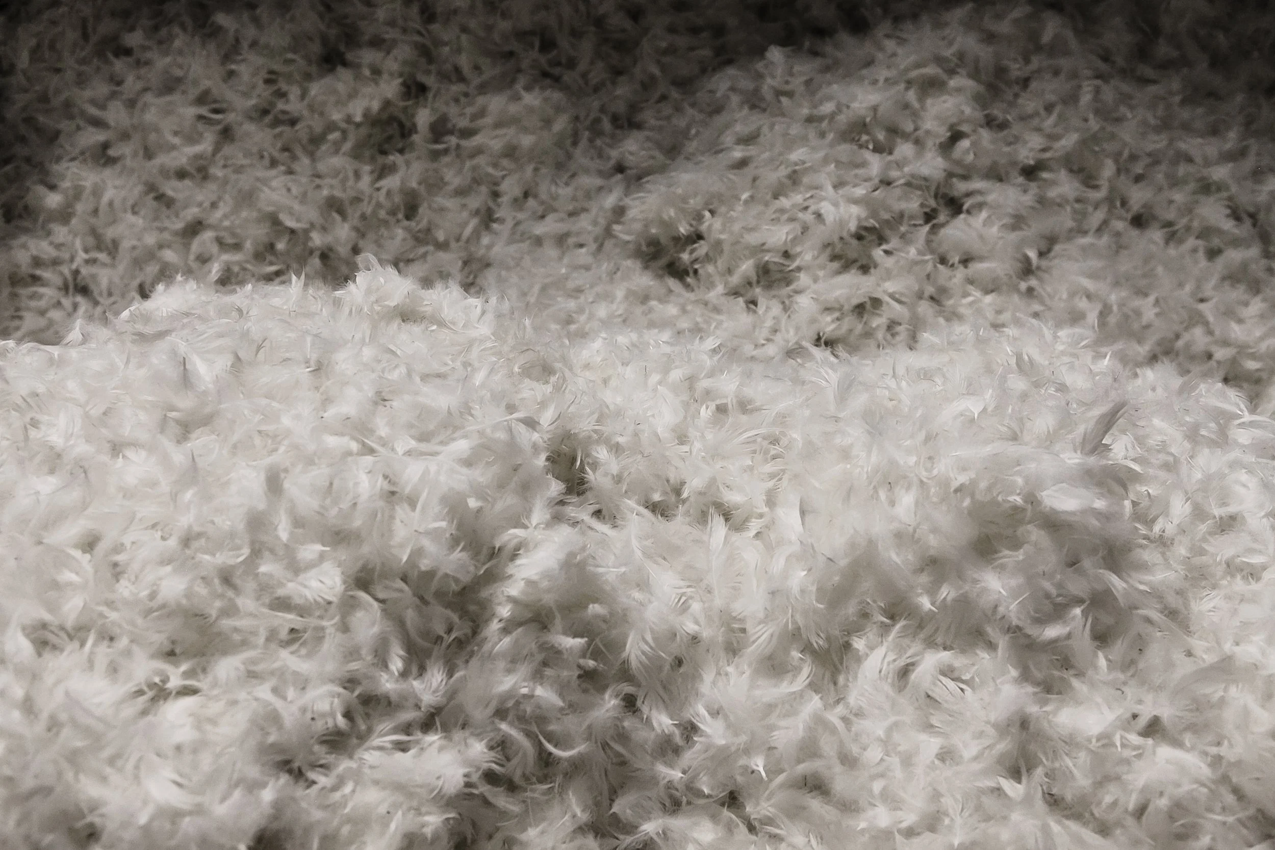 Natural Fills Northern Feather Canada